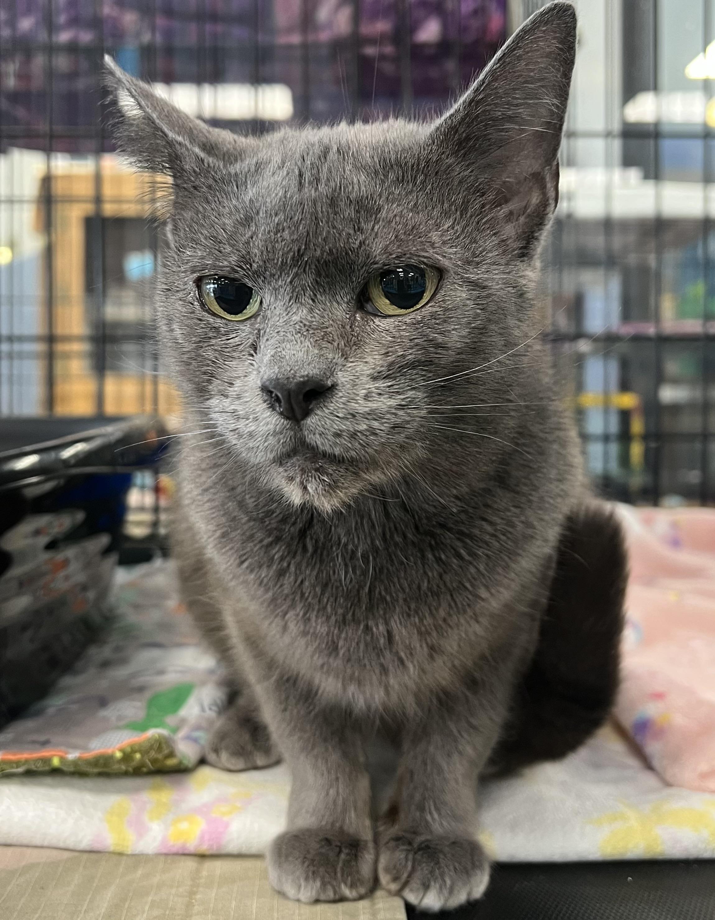 Lucy, a Adoptable Domestic Short Hair in Johnston, RI image 4/6