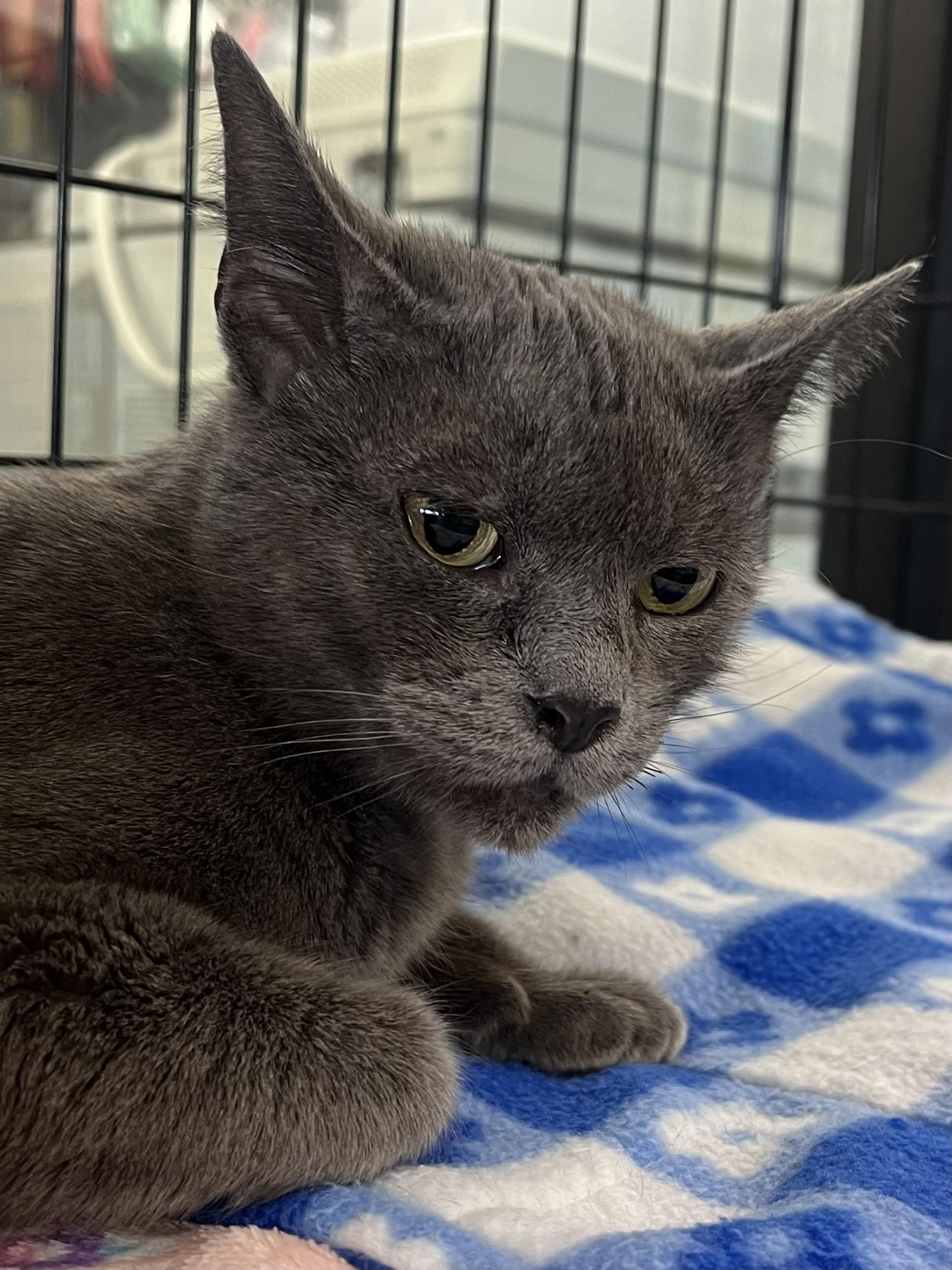 Lucy, a Adoptable Domestic Short Hair in Johnston, RI image 5/6