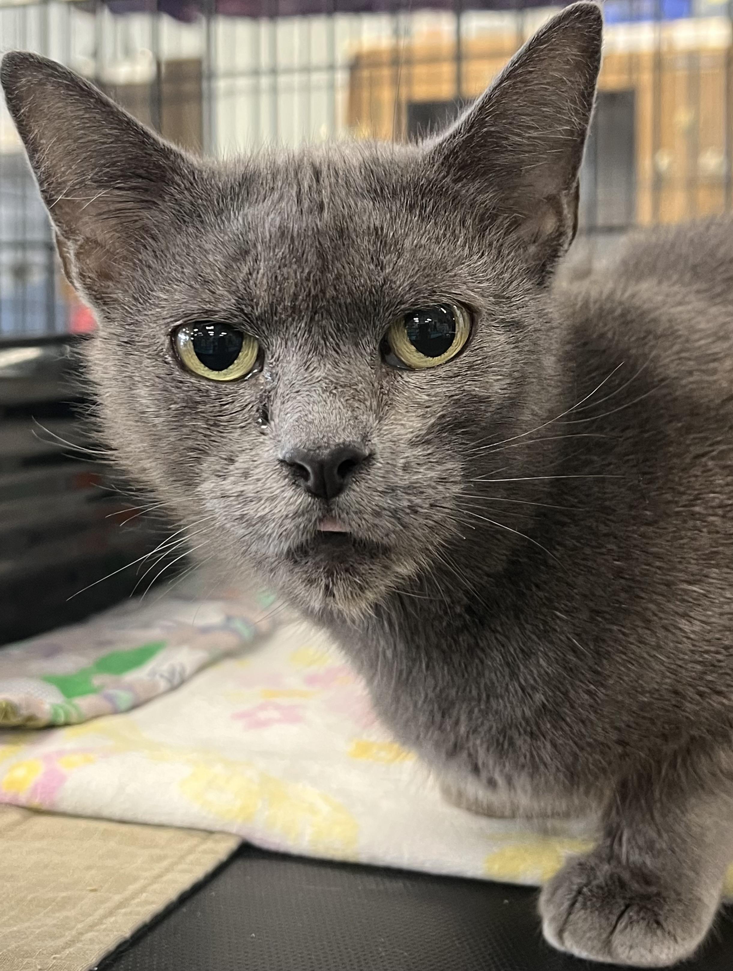 Lucy, a Adoptable Domestic Short Hair in Johnston, RI image 6/6