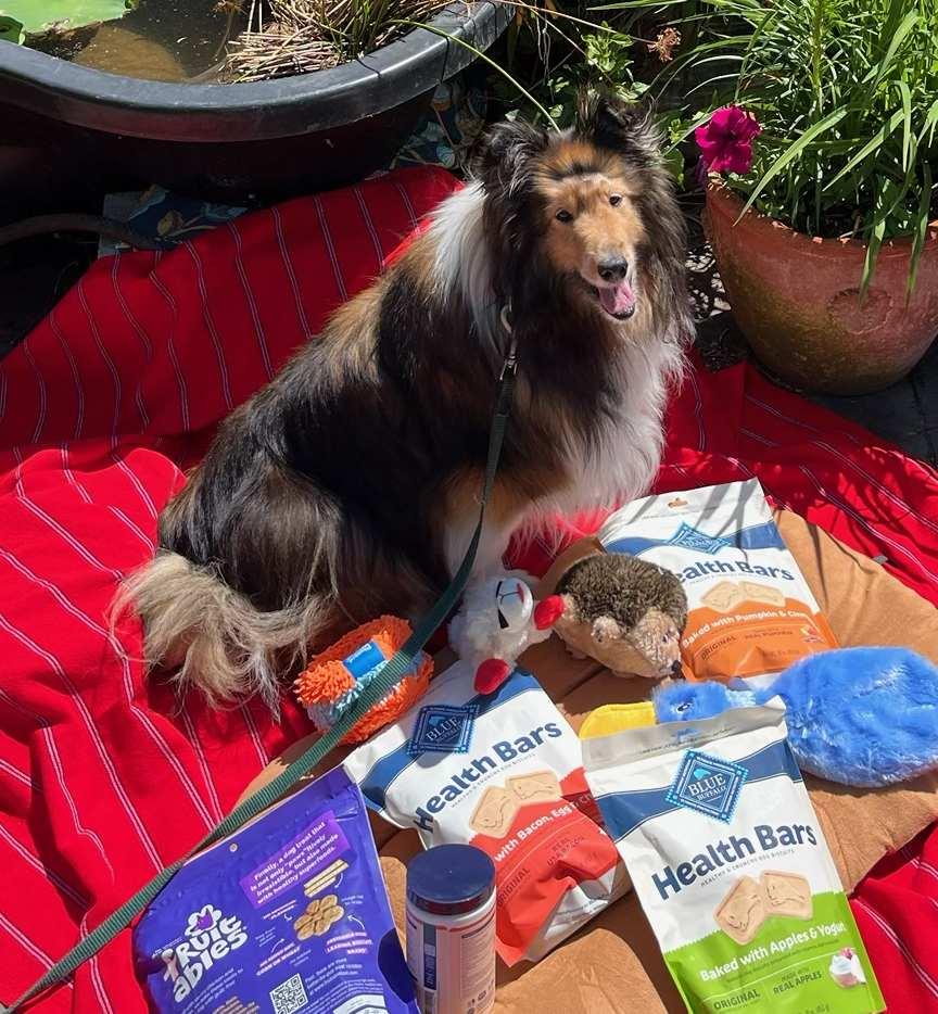 Shelbie 2, a ADOPTABLE Shetland Sheepdog / Sheltie in New Castle, PA image 4/5