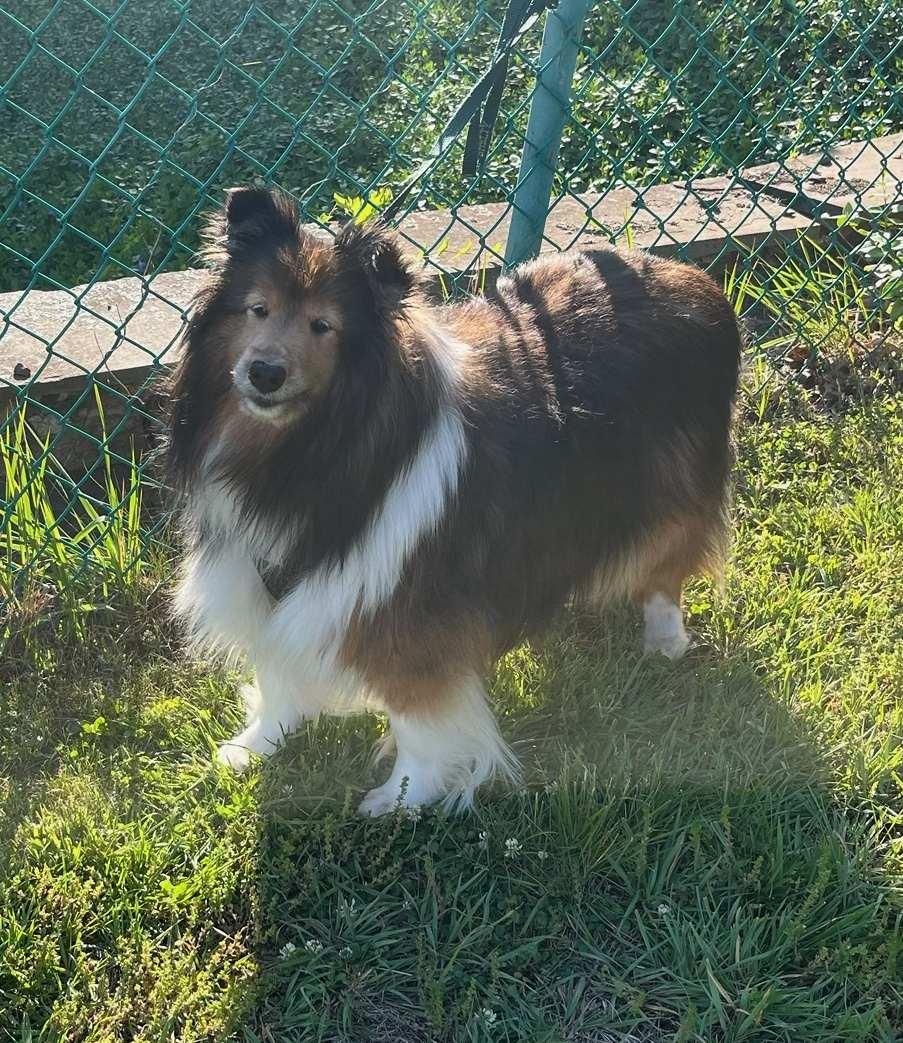 Shelbie 2, a ADOPTABLE Shetland Sheepdog / Sheltie in New Castle, PA image 1/5
