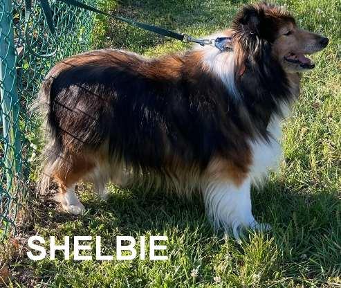 Shelbie 2, a ADOPTABLE Shetland Sheepdog / Sheltie in New Castle, PA image 2/5