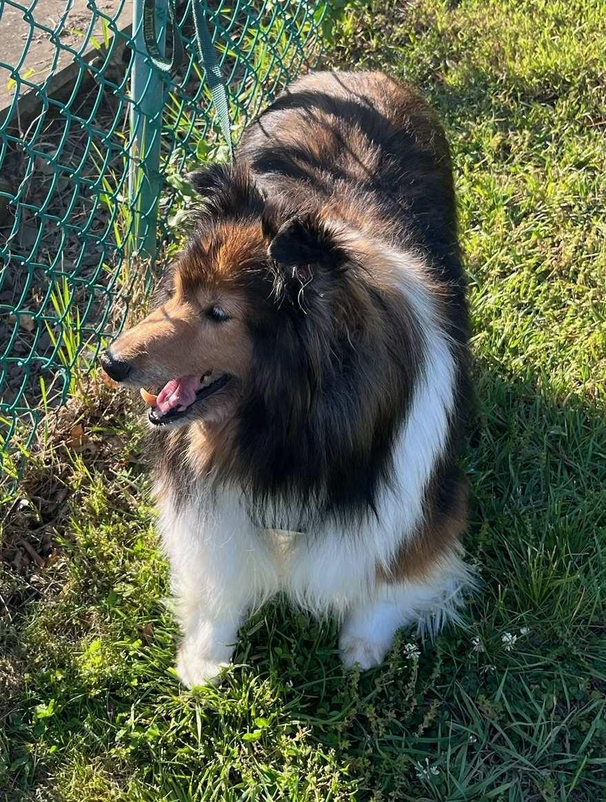 Shelbie 2, a ADOPTABLE Shetland Sheepdog / Sheltie in New Castle, PA image 3/5