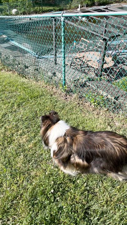 Enlarge Shelbie 2, a ADOPTABLE Shetland Sheepdog / Sheltie in New Castle, PA video 5/5