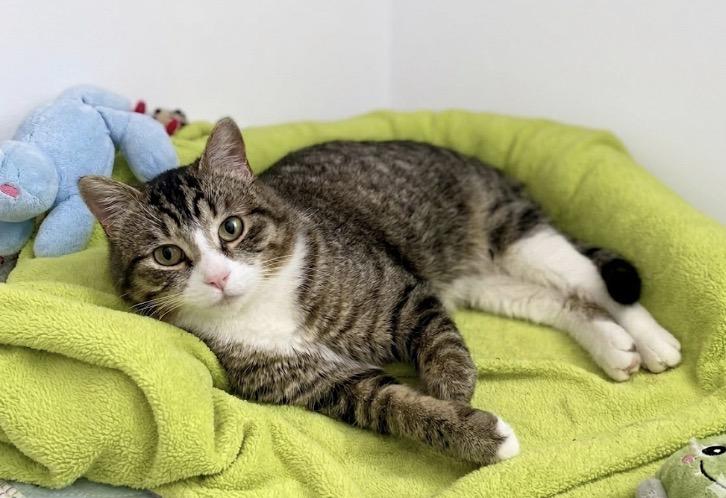 Robbie, ADOPTABLE, Adult Male Tabby.