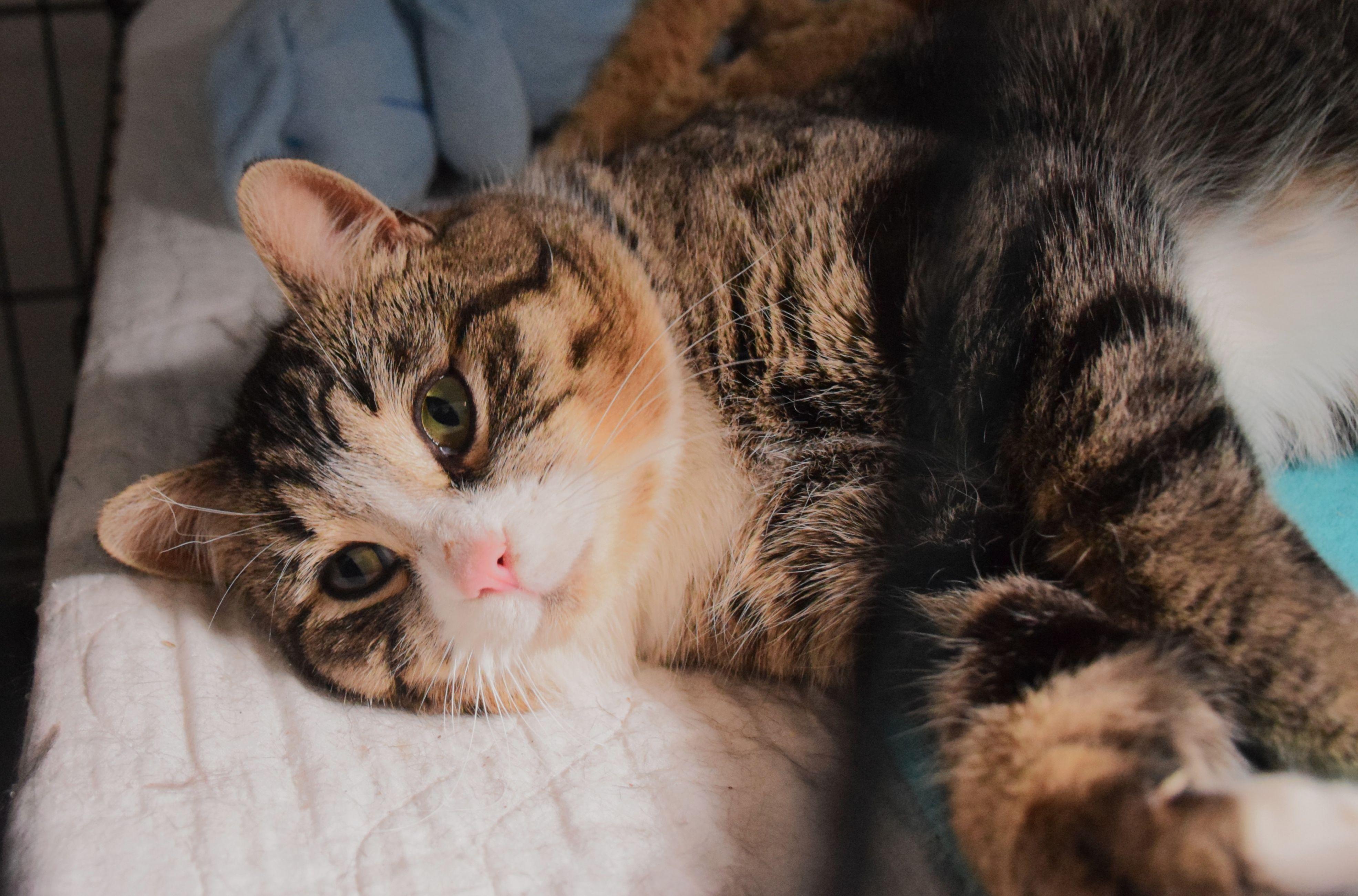 Robbie, a ADOPTABLE Tabby in Claresholm, AB image 2/2