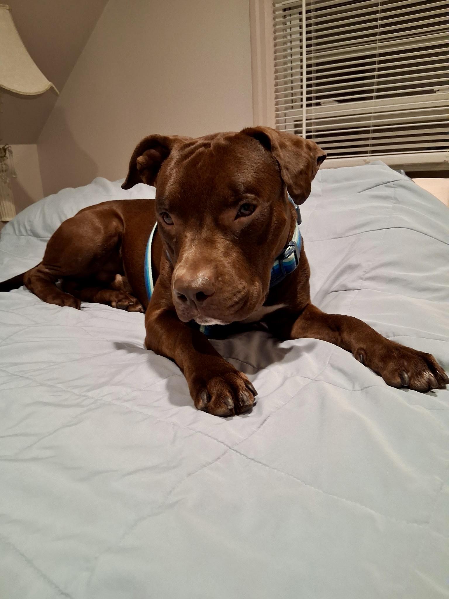 Neptune, Adoptable, Young Male Pit Bull Terrier.