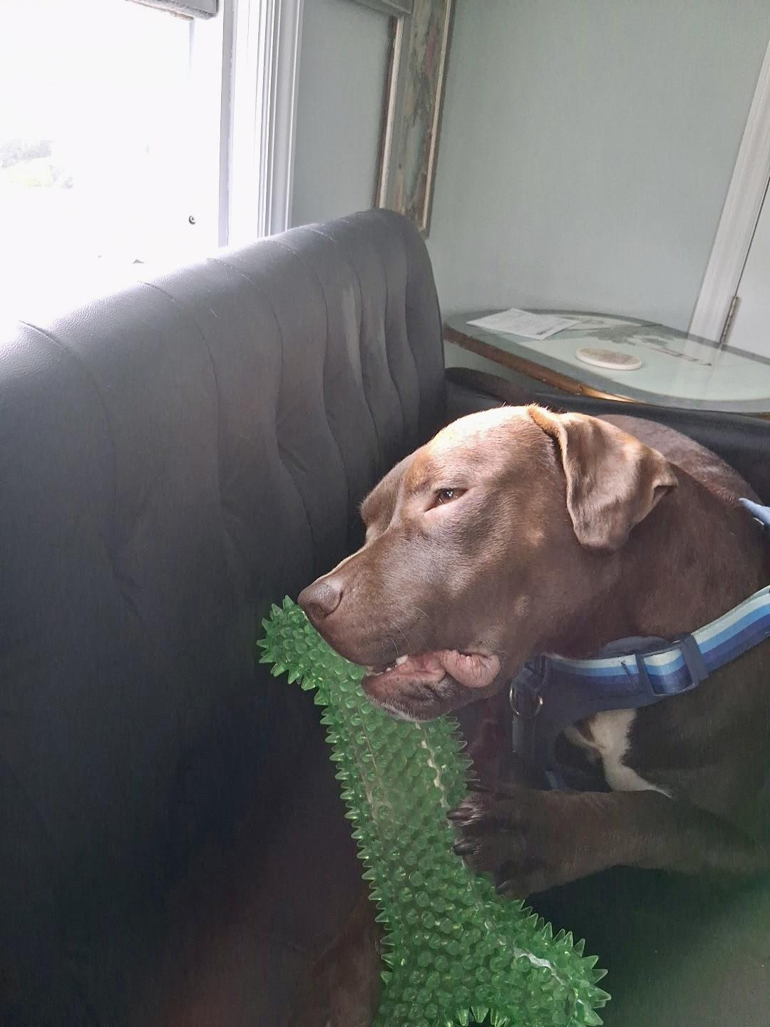 Enlarge Neptune, a Adoptable Pit Bull Terrier in Sag Harbor, NY image 3/3