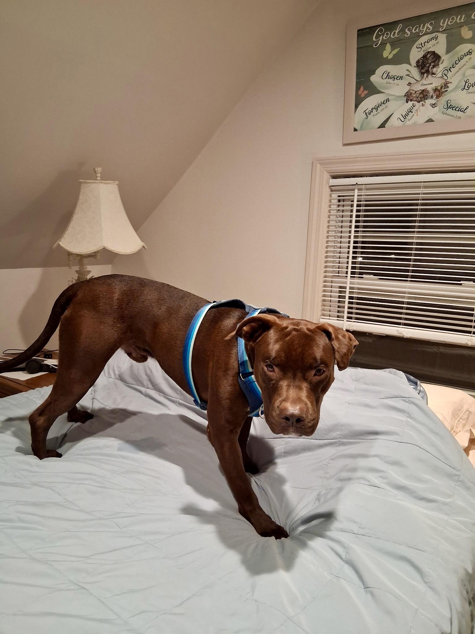 Enlarge Neptune, a Adoptable Pit Bull Terrier in Sag Harbor, NY image 2/3