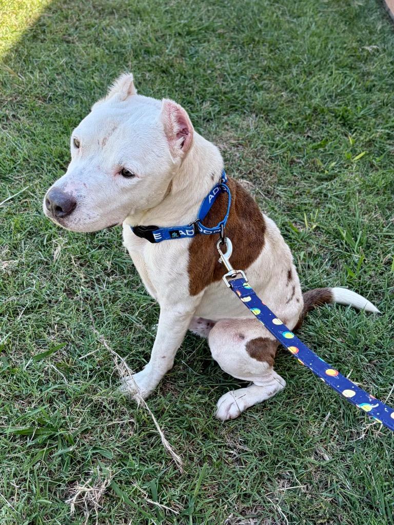 Noble, Adoptable, Senior Male Pit Bull Terrier.
