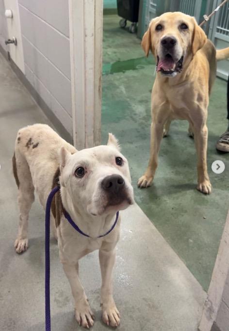 Enlarge Noble, a Adoptable Pit Bull Terrier in Austin, TX image 2/6