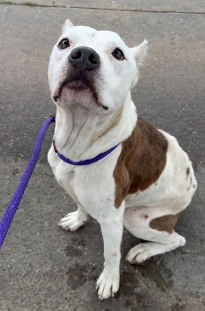Enlarge Noble, a Adoptable Pit Bull Terrier in Austin, TX image 3/6
