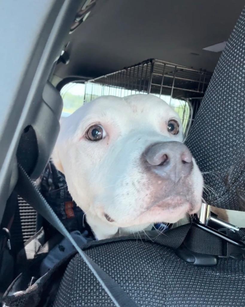 Enlarge Noble, a Adoptable Pit Bull Terrier in Austin, TX image 4/6