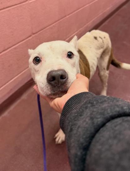 Enlarge Noble, a Adoptable Pit Bull Terrier in Austin, TX image 5/6