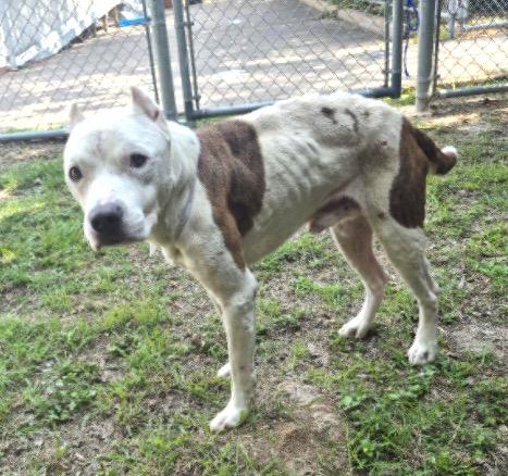 Enlarge Noble, a Adoptable Pit Bull Terrier in Austin, TX image 6/6