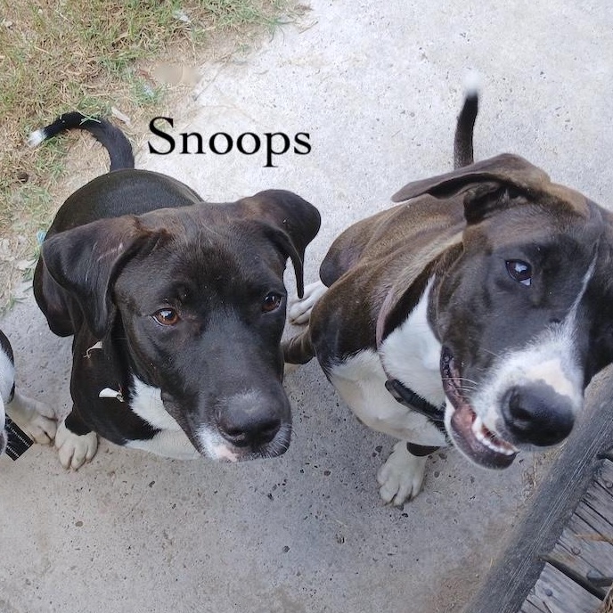 Snoop Doggy thumbnail 5