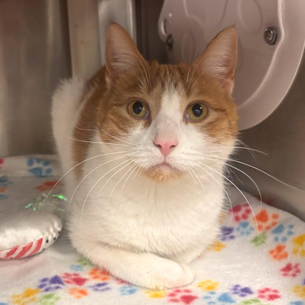 Enlarge Joanna, a Adoptable Domestic Short Hair in Belleville, IL image 1/1