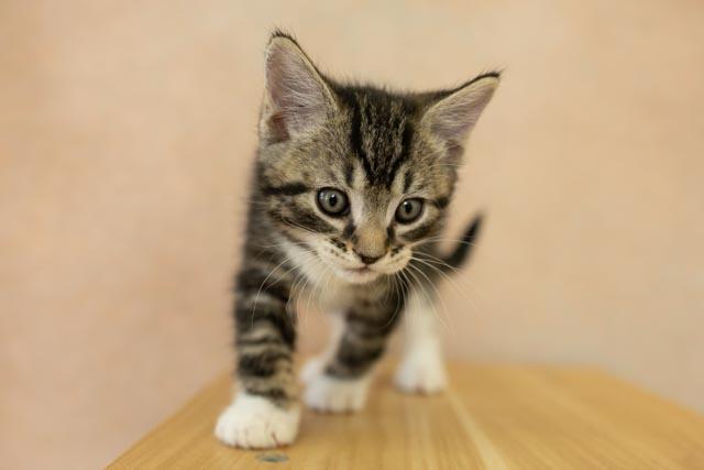 Zeta, ADOPTABLE, Kitten Male Tabby & Domestic Short Hair.