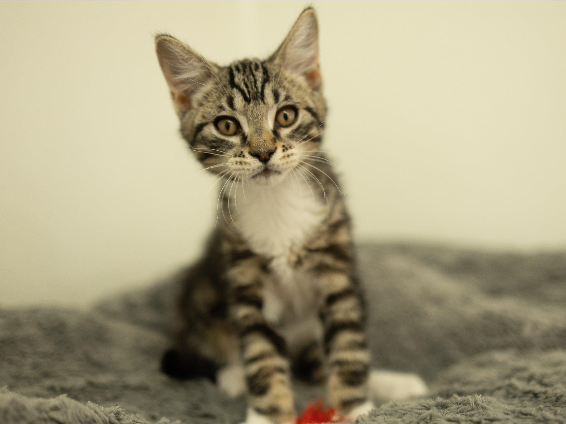 Zeta, ADOPTABLE, Kitten Male Tabby & Domestic Short Hair.