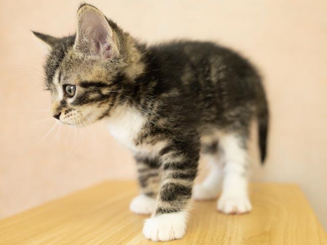 Zeta, a ADOPTABLE mixed breed in Republic, WA image 4/5