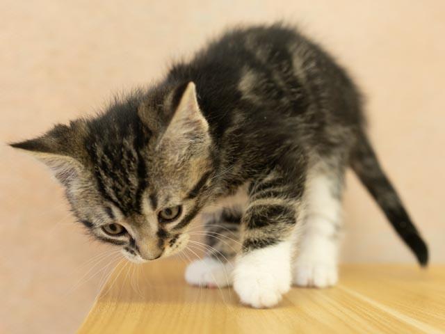 Zeta, a ADOPTABLE mixed breed in Republic, WA image 2/5