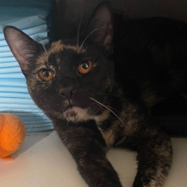 Goldie, a Adoptable Tortoiseshell in Lauderhill, FL image 1/16