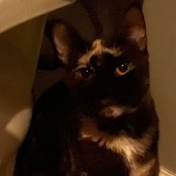 Goldie, a Adoptable Tortoiseshell in Lauderhill, FL image 2/16