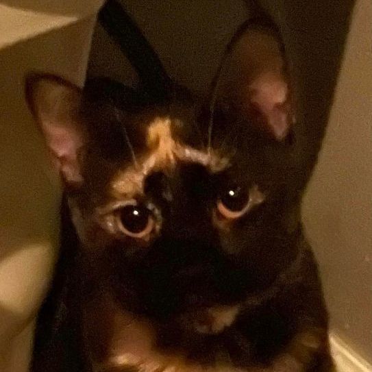 Goldie, a Adoptable Tortoiseshell in Lauderhill, FL image 3/16