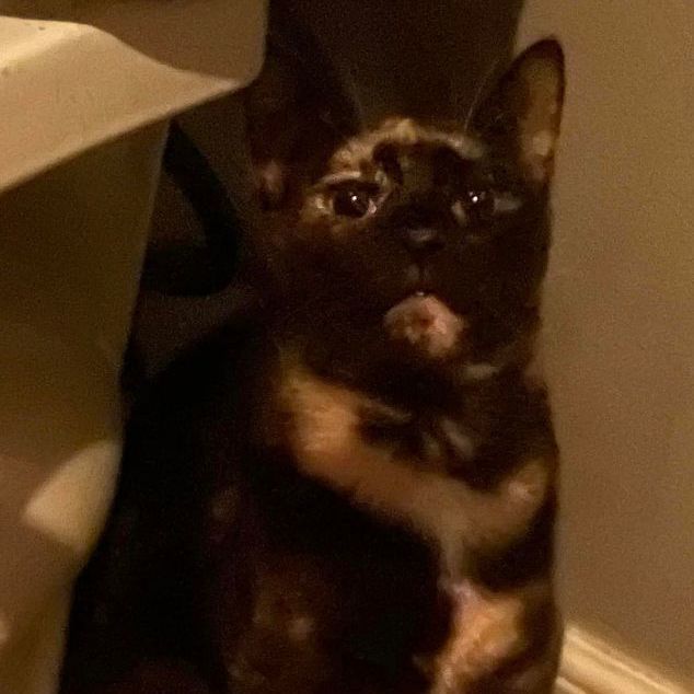 Goldie, a Adoptable Tortoiseshell in Lauderhill, FL image 4/16