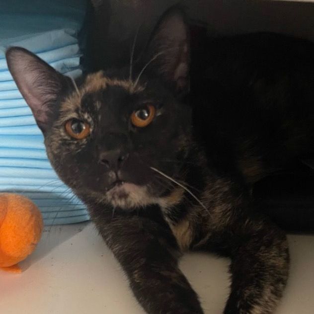 Goldie, a Adoptable Tortoiseshell in Lauderhill, FL image 5/16