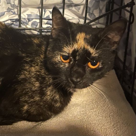 Goldie, a Adoptable Tortoiseshell in Lauderhill, FL image 6/16