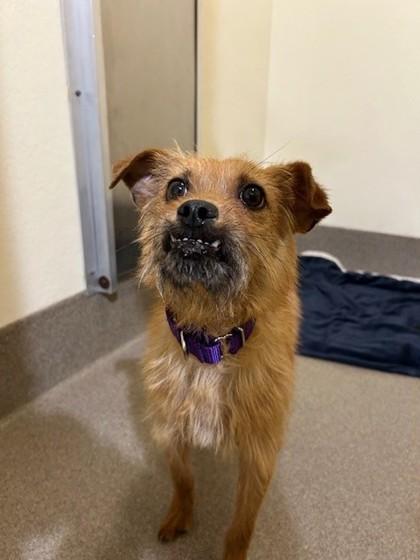 Brewster, Adoptable, Young Male Terrier & Mixed Breed.