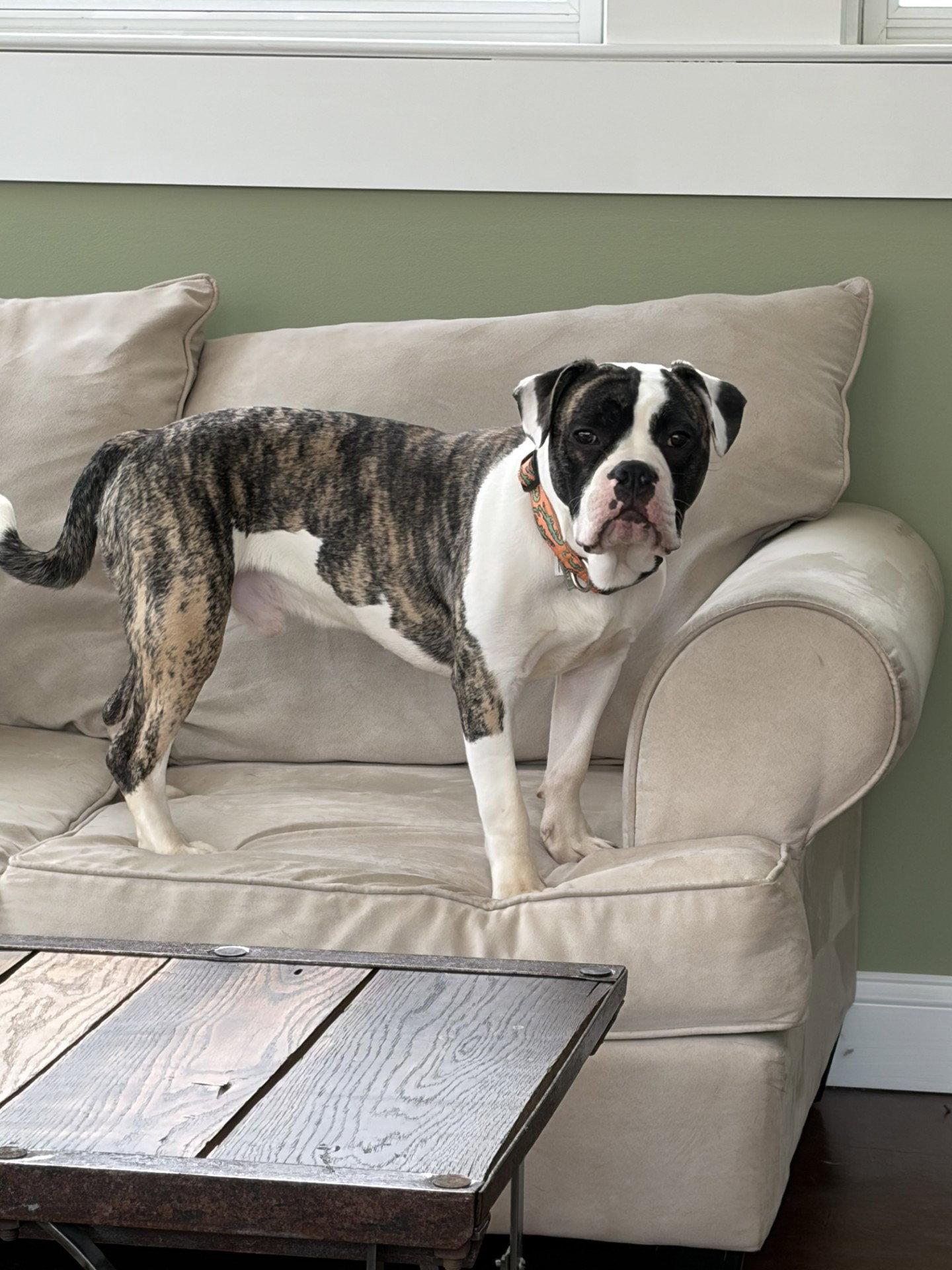 Enlarge Pascal, a Adoptable American Bulldog in New Hope, PA image 3/3