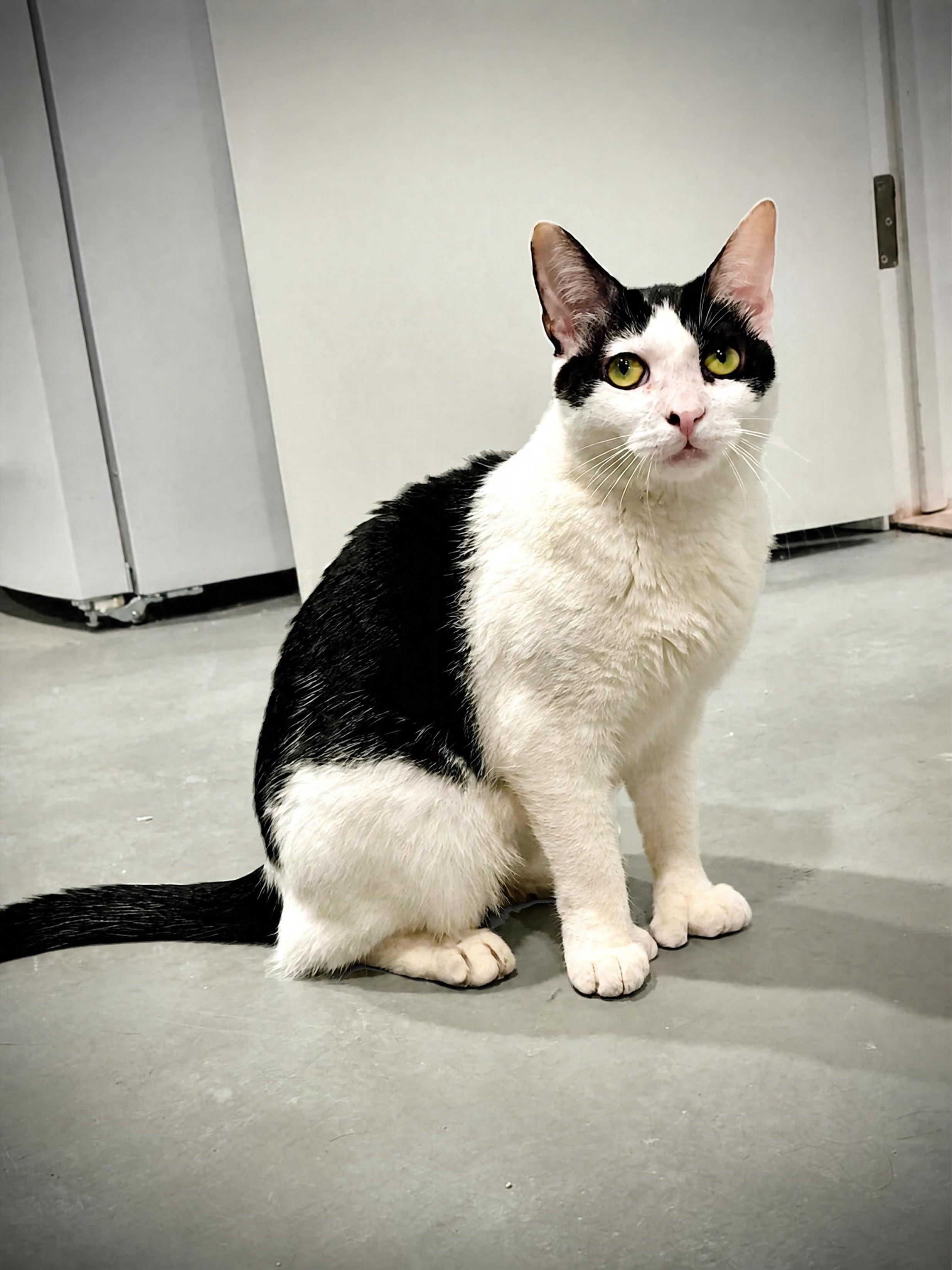 Enlarge Antheia, a Adoptable American Shorthair in Highland Park, NJ image 2/2