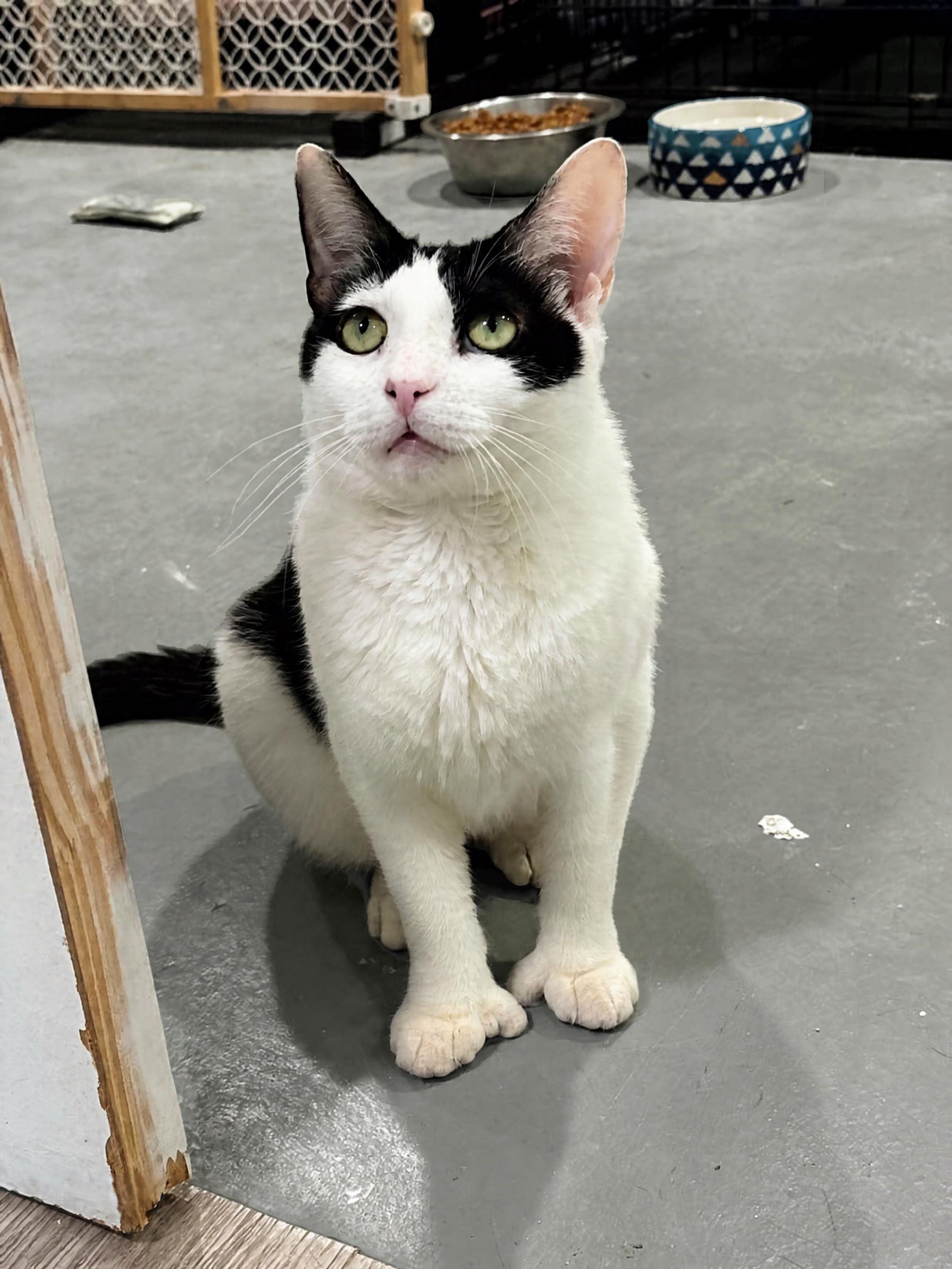 Antheia, Adoptable, Young Female American Shorthair.