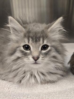 Frostgard thumbnail 2