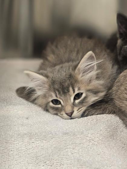 Frostgard thumbnail 3