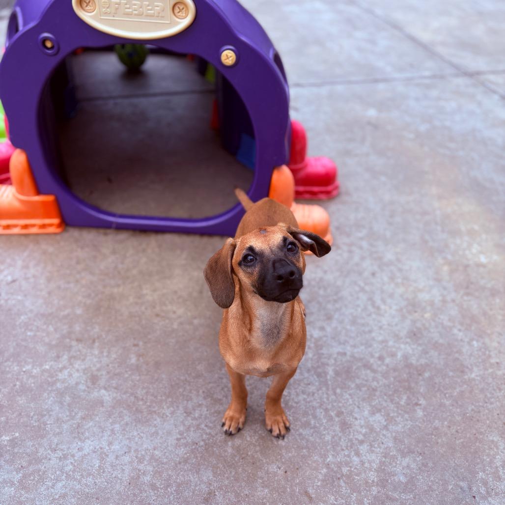 Enlarge Mika , an adoptable Mixed Breed in Fenton, MI image 1/4