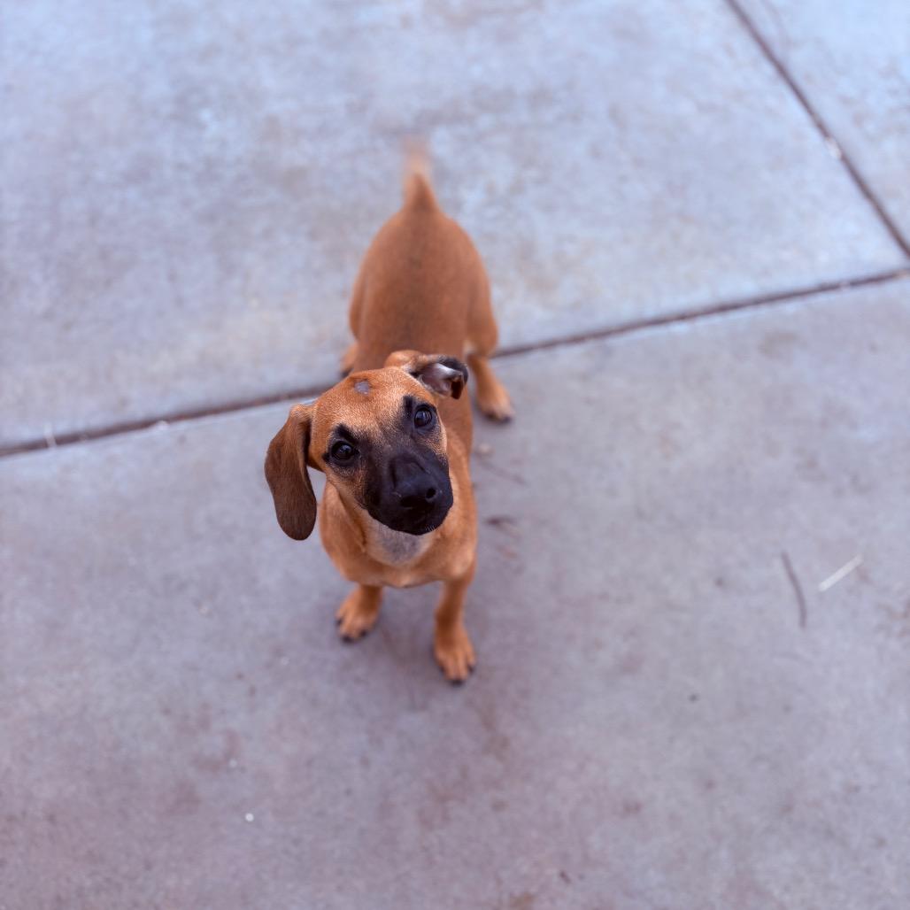 Enlarge Mika , an adoptable Mixed Breed in Fenton, MI image 4/4