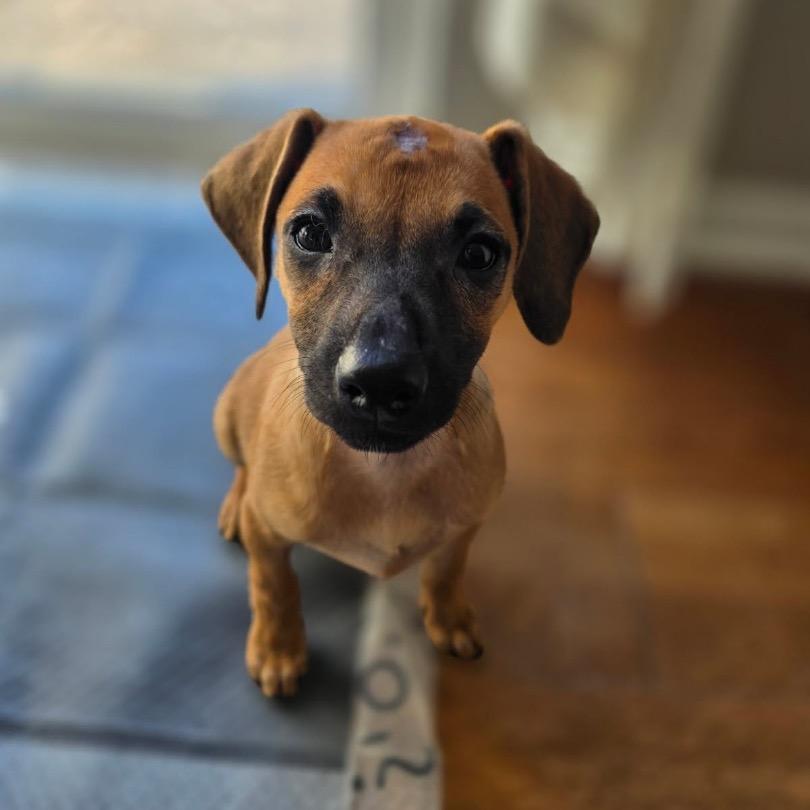 Enlarge Mika , an adoptable Mixed Breed in Fenton, MI image 2/4