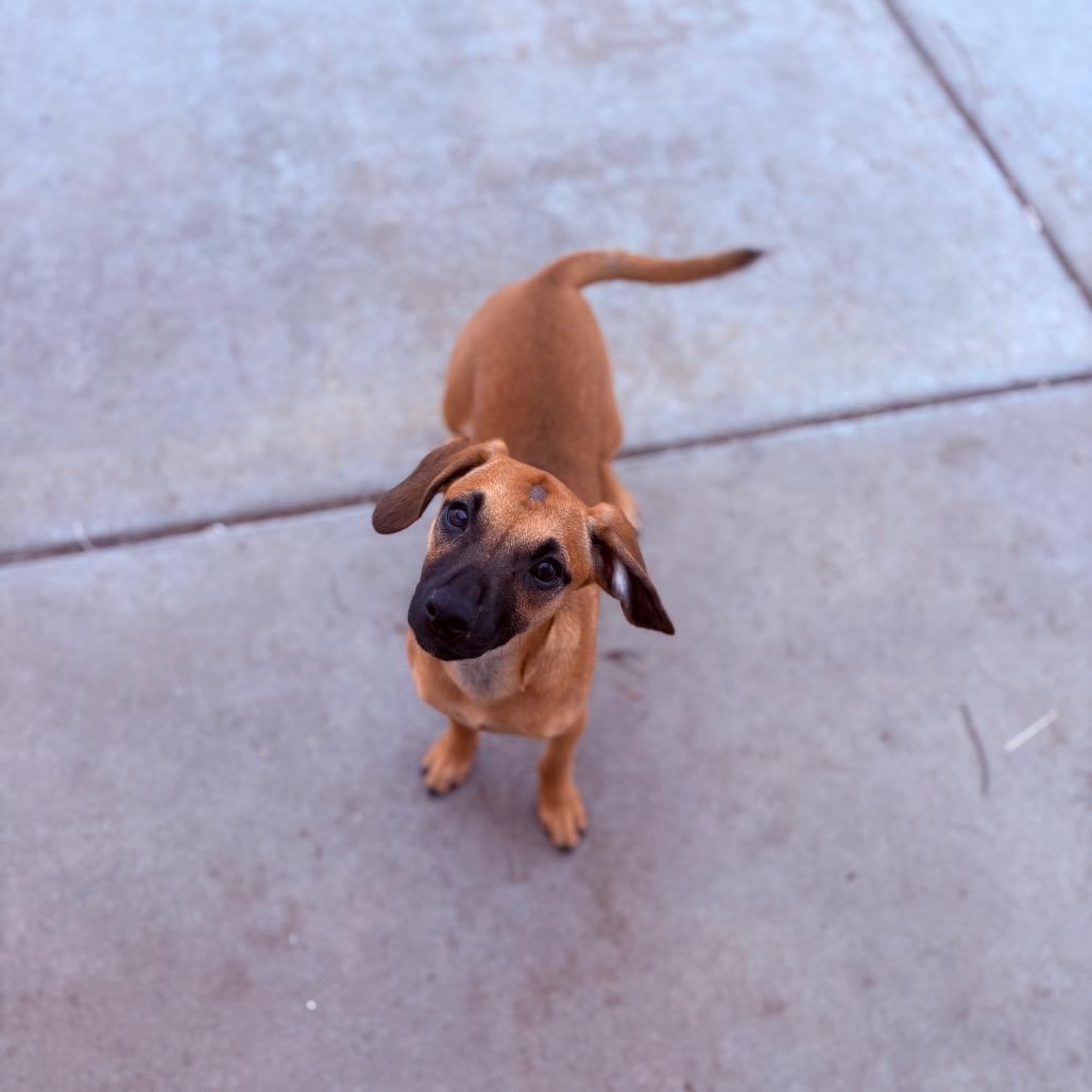 Enlarge Mika , an adoptable Mixed Breed in Fenton, MI image 3/4