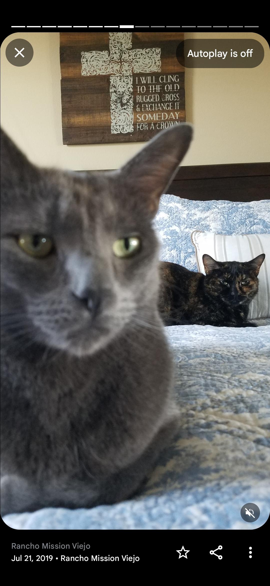 Enlarge Cali, a Adoptable Tortoiseshell in San Juan Capistrano, CA image 2/3