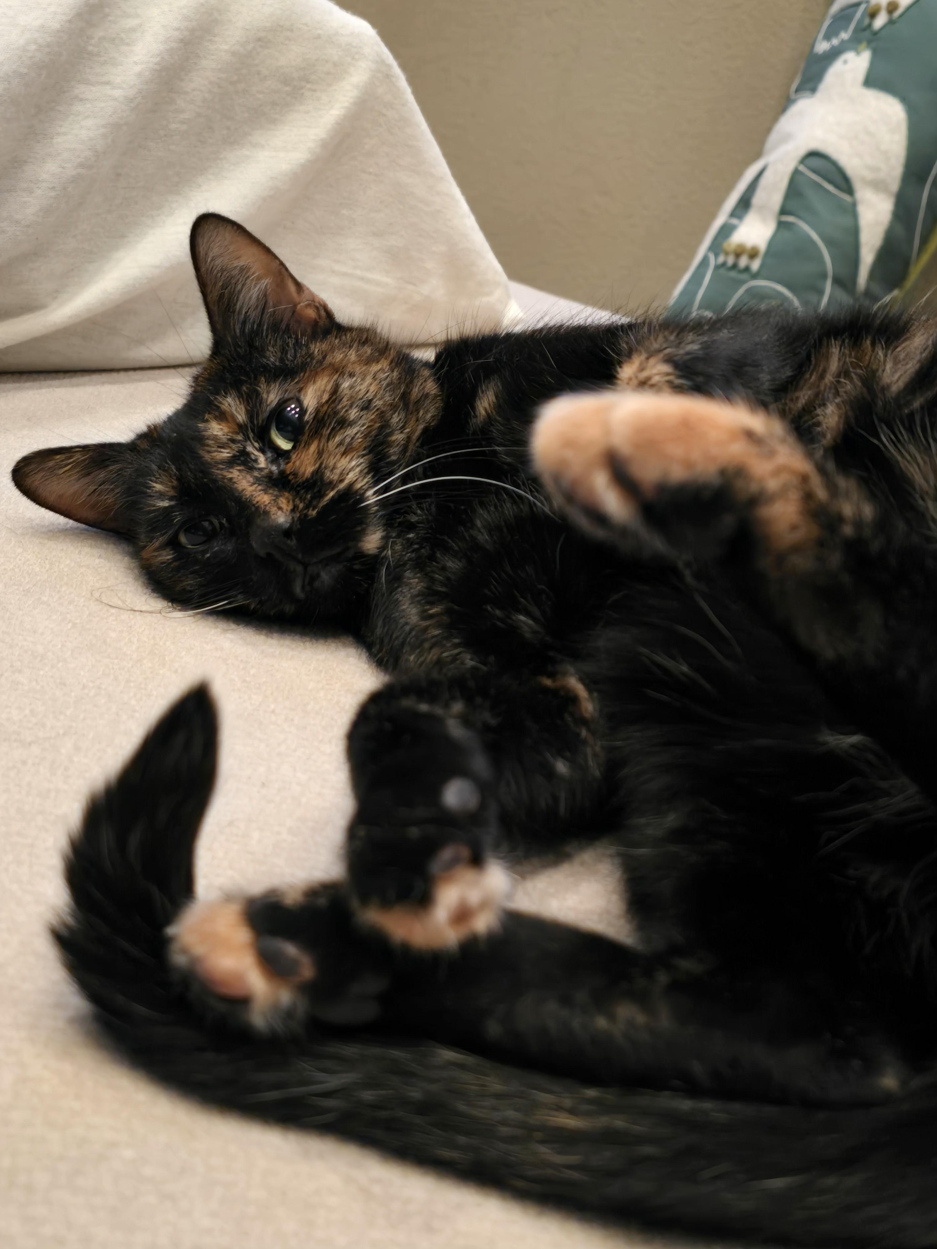 Enlarge Cali, a Adoptable Tortoiseshell in San Juan Capistrano, CA image 1/3