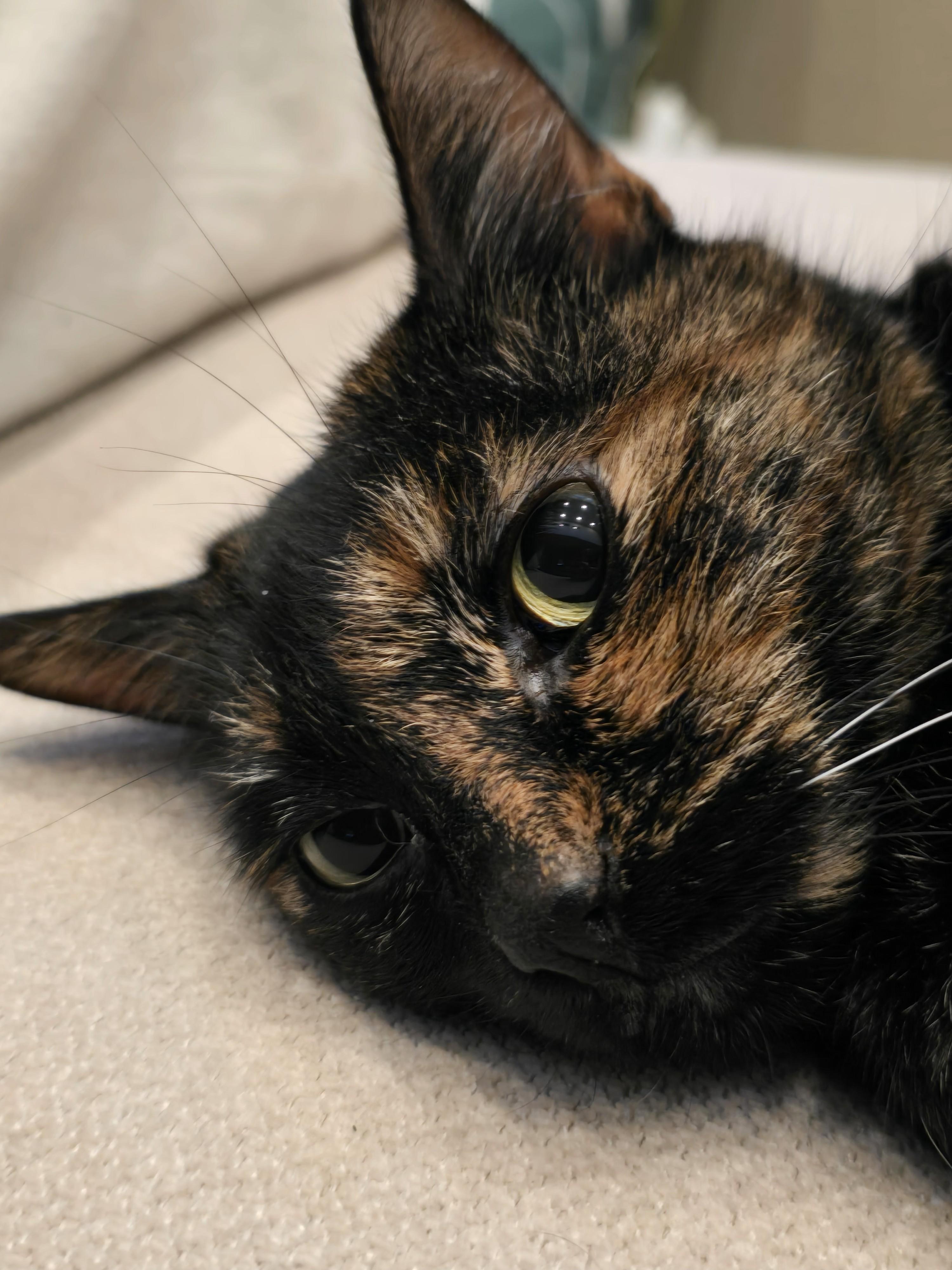 Enlarge Cali, a Adoptable Tortoiseshell in San Juan Capistrano, CA image 3/3