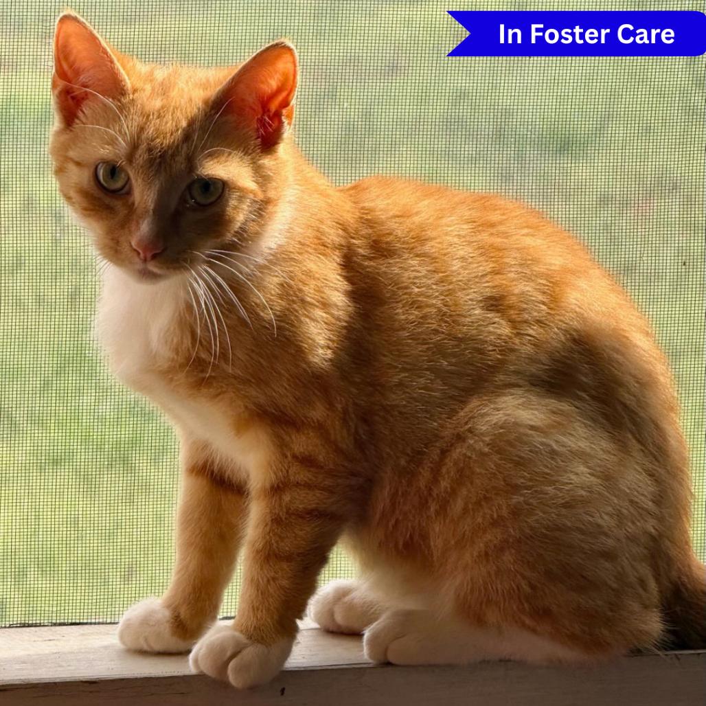 Enlarge Ketchup, a Adoptable Domestic Short Hair in Ridgely, MD image 1/3