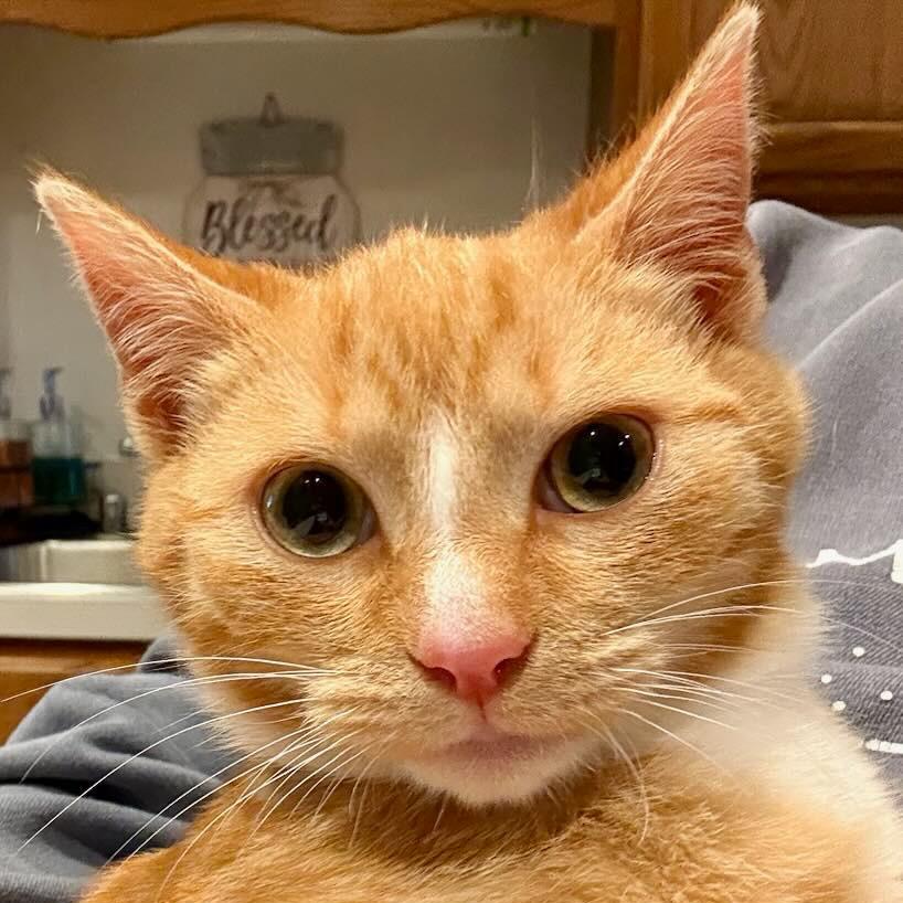 Enlarge Ketchup, a Adoptable Domestic Short Hair in Ridgely, MD image 2/3