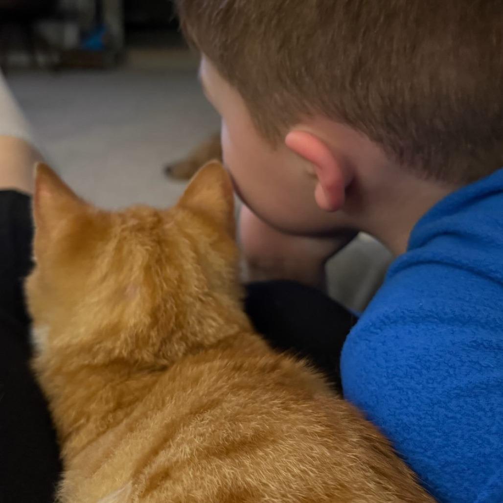 Enlarge Ketchup, a Adoptable Domestic Short Hair in Ridgely, MD image 3/3