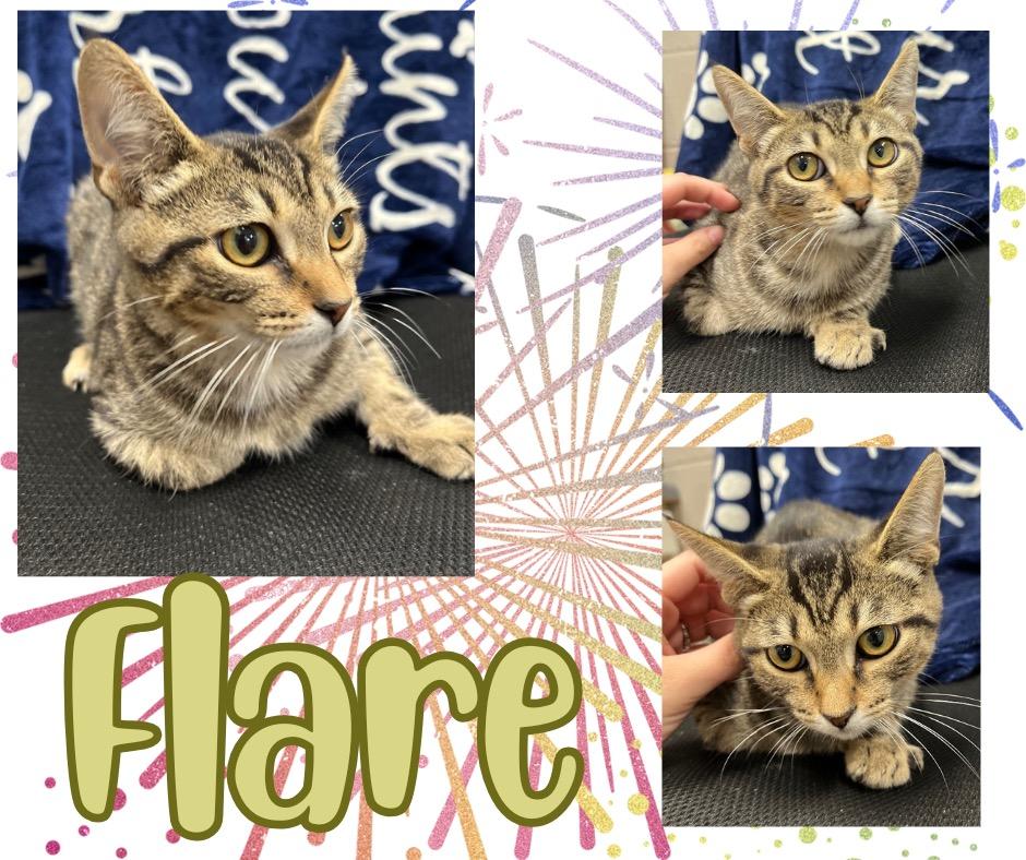 Flare, Adoptable, Young Male Domestic Short Hair.