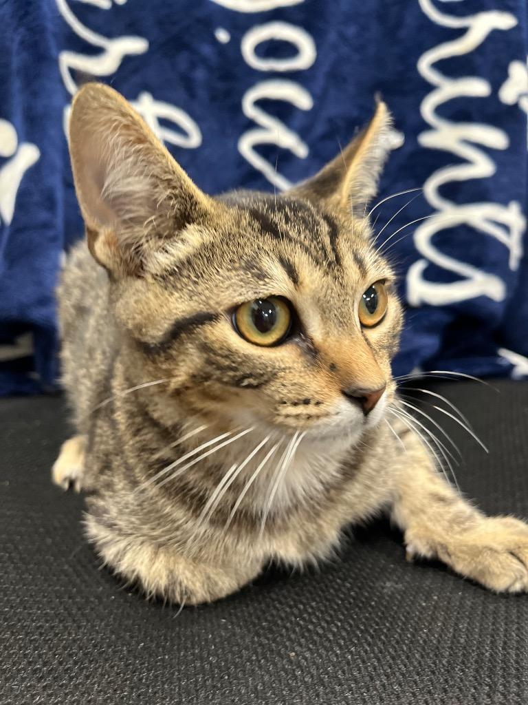 Flare, a Adoptable mixed breed in Hopkinsville, KY image 2/5