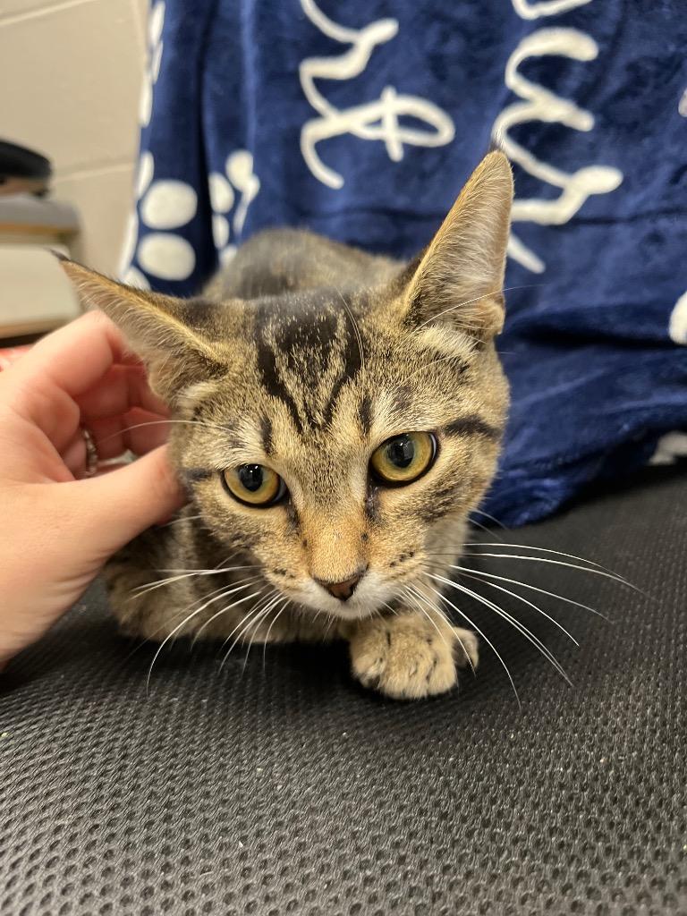 Flare, a Adoptable mixed breed in Hopkinsville, KY image 1/5